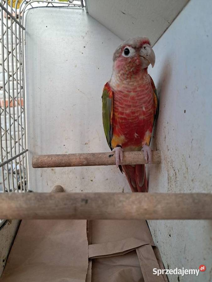 RudosterkaRudosterki Ptaki podkarpackie Tryńcza