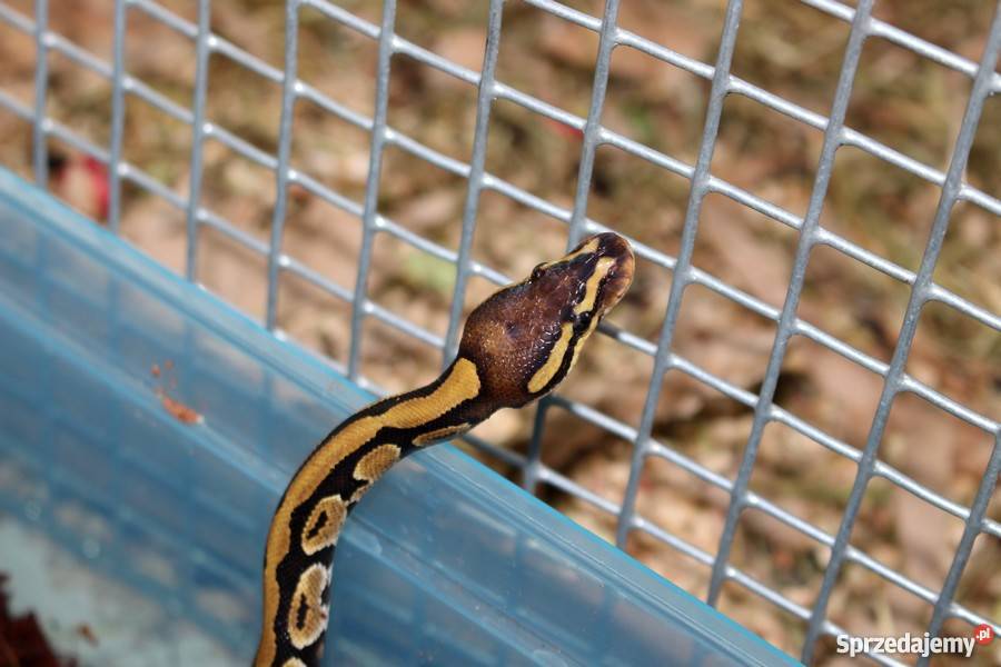 PYTON KRÓLEWSKI Python regius młody wielkopolskie Piła