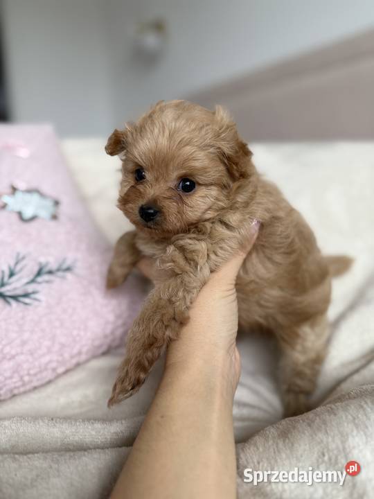 POMAPOO szpic miniaturowy pudel toy suczka łódzkie Rębieskie