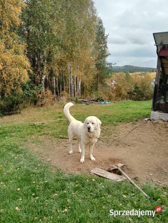 Szczenięta owczarka podhalanskiego Owczarek Łączna sprzedam
