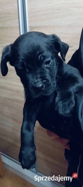 Pieski cane corso Cane Corso