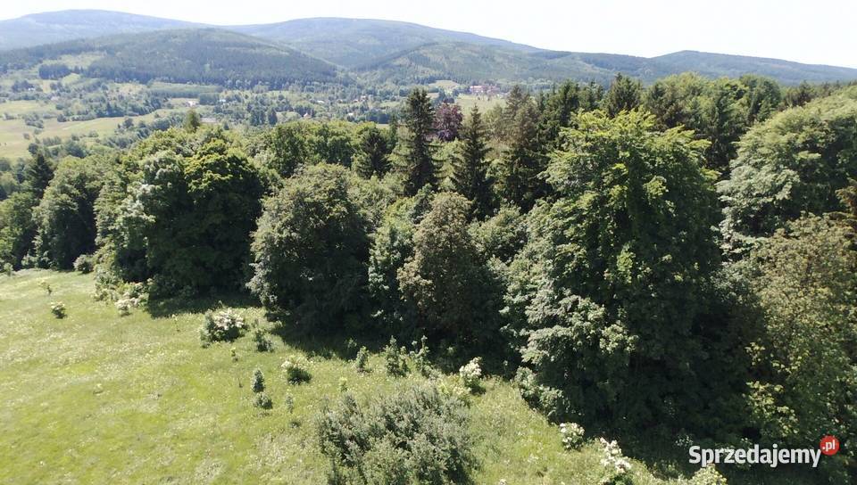 Sprzedam działkę rolną 739 ha Dolnośl gmLeśna Pobiedna sprzedam