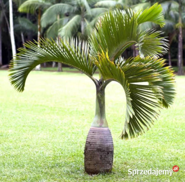 HIOFORBA BUTELKOWA Hyophorbe lagenicaulis Nasiona kujawsko-pomorskie Lubanie