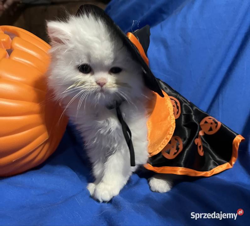 Michel i Edmund kocurki perskie Piorunówek