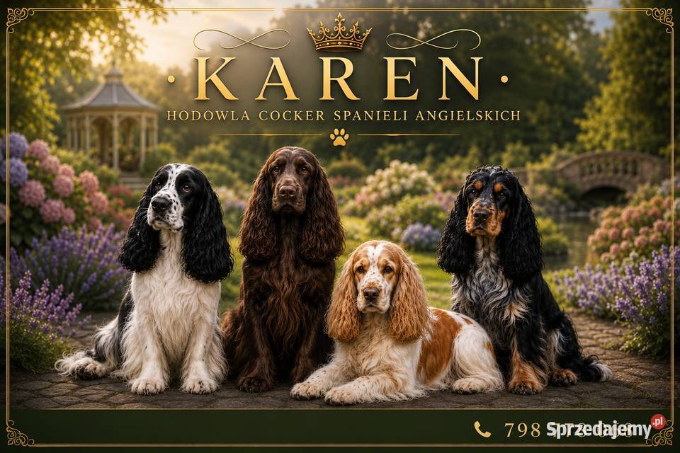 Cocker spaniel angielski Cocker Spaniel Ostrowiec Świętokrzyski