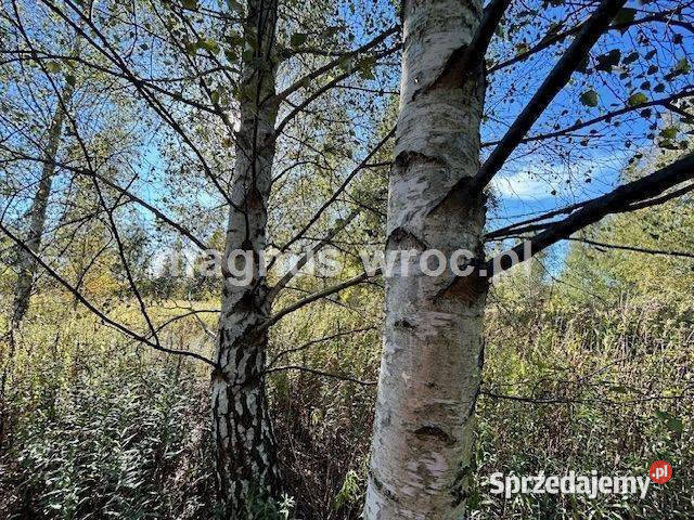 Duża działka na leśnym osiedlu w Miłoszycach dolnośląskie sprzedam