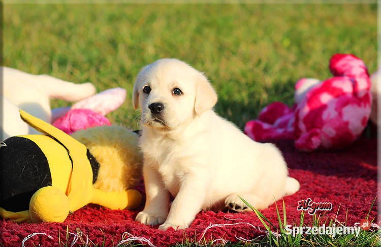 Żółtebiszkoptowe szczenięta rasy Labrador Chynów