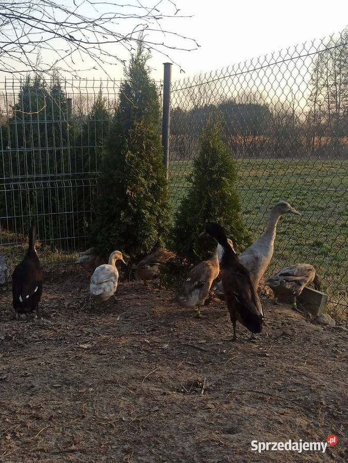 Jaja lęgowe biegusa biegus indyjski lubelskie Krupe