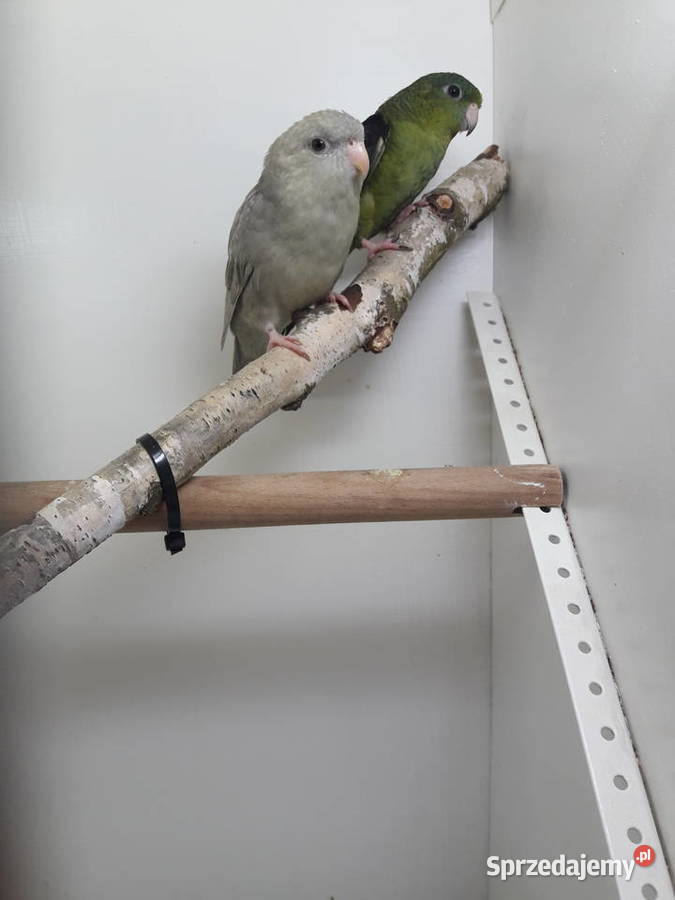 Stokówka prążkowana katarzynki