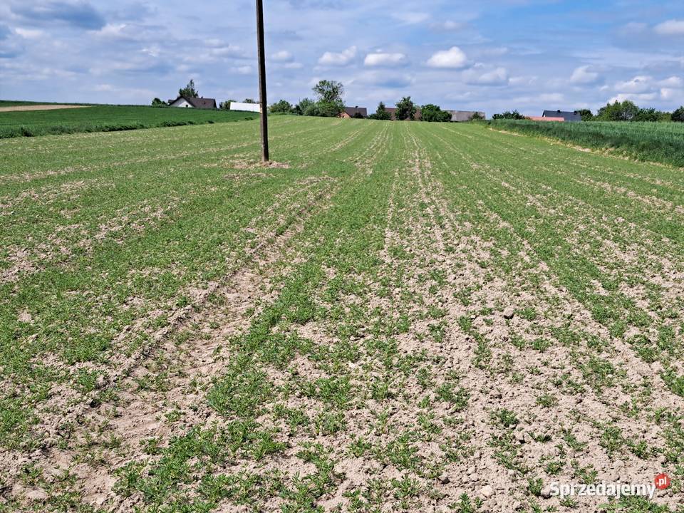 Siewnik poplonów Unia Alfa 26 nieuszkodzony Przywóz