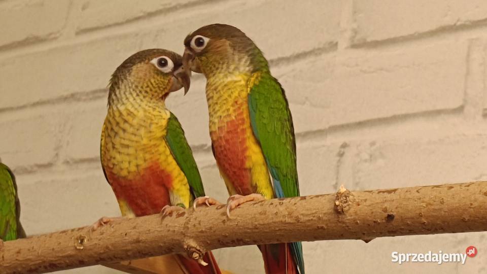 Rudosterki Zielonolice dwumiesięczne, nieoswojone, z papierami, bez DNA