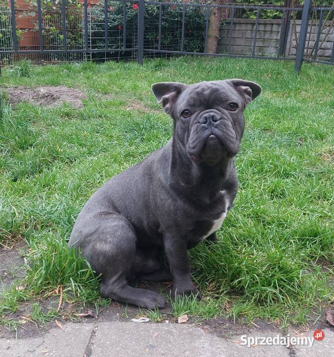 Buldog francuski BLUE pies Łódź