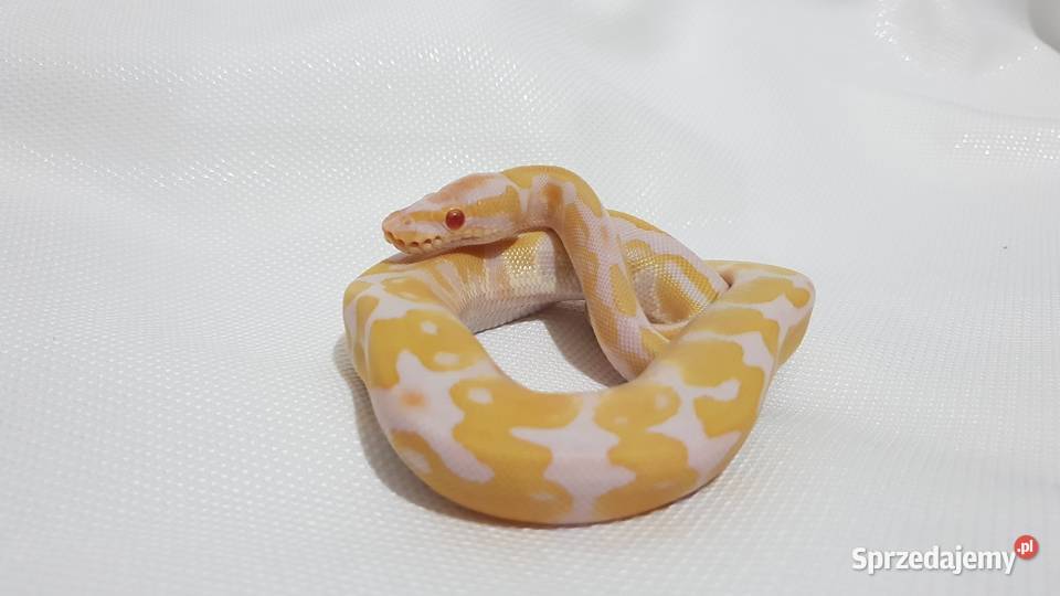 Pyton królewski samica albino kujawsko-pomorskie Inowrocław
