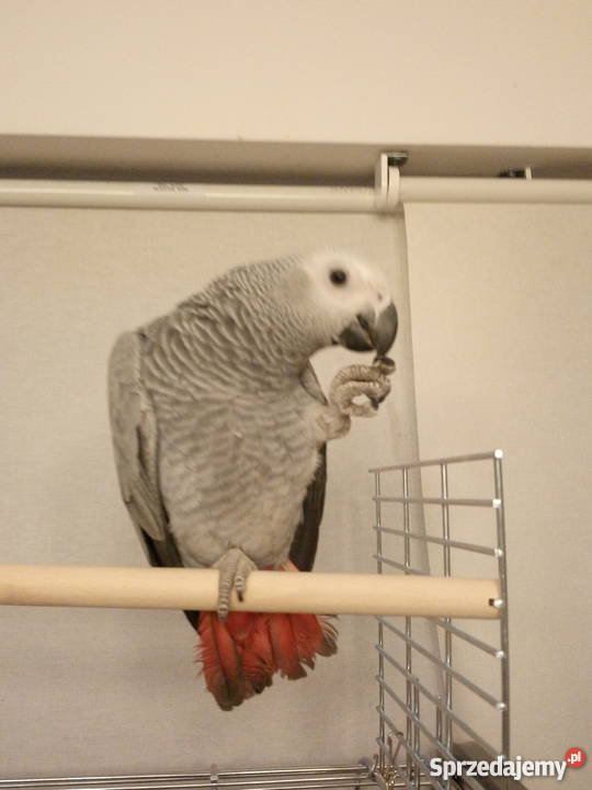 Sprzedam Żako 9 miesiecy Pabianice