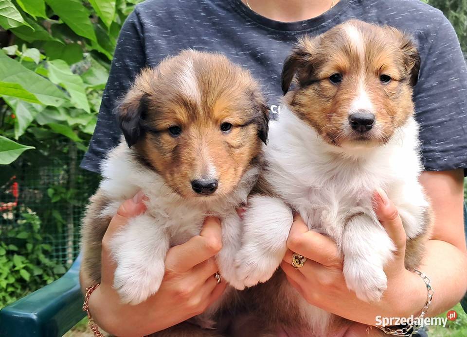Owczarek szkocki Collie długowłosy szczeniaczki Bełchatów sprzedam