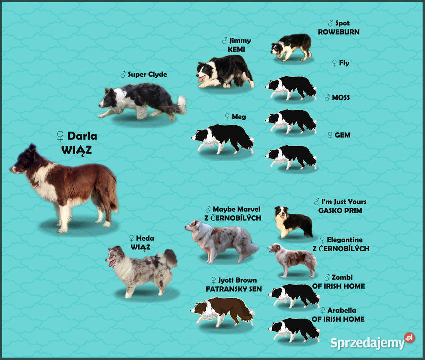 Rasowy Pies Border Collie TONY z pełną dok z Iwonicz