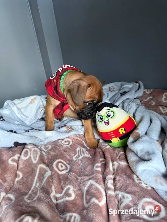 Bokser szczeniak o imieniu hodowlanym Boss łódzkie Pabianice