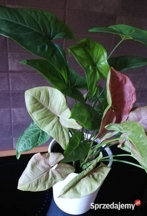 Zroślicha Syngonium kompozycja Neon Robusta i Szczecin sprzedam