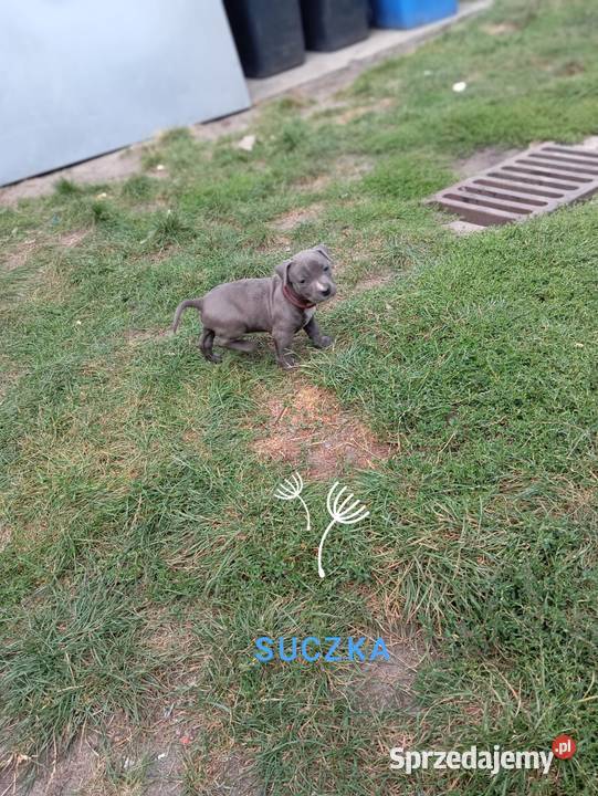 American Staffordshiere Terrier wielkopolskie Poznań