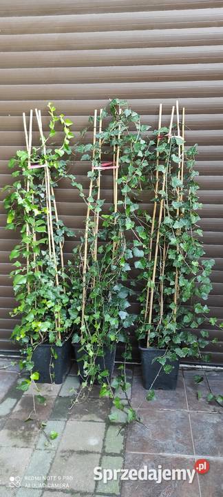 Żywopłot duży bluszcz Hedera Helix 160200 Warszawa