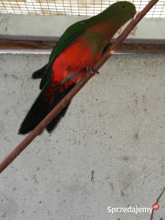 Szkarłatki królewskie para wielkopolskie Pamiątkowo