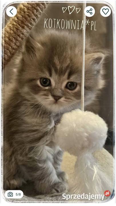 Kotek brytyjski długowłosy Słodziak opolskie