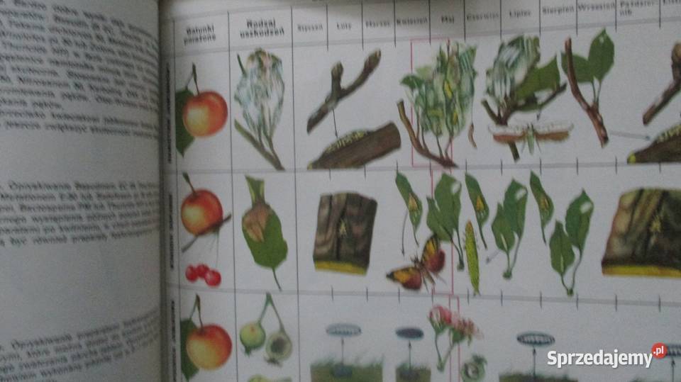 ogród ogrodnictwo uprawy sad kwiaty warzywa Łódź