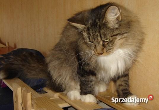 Kocięta syberyjskie Bydgoszcz