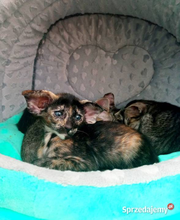 Szylkretowe dziewczynki orientalne rodowód FPL Bydgoszcz