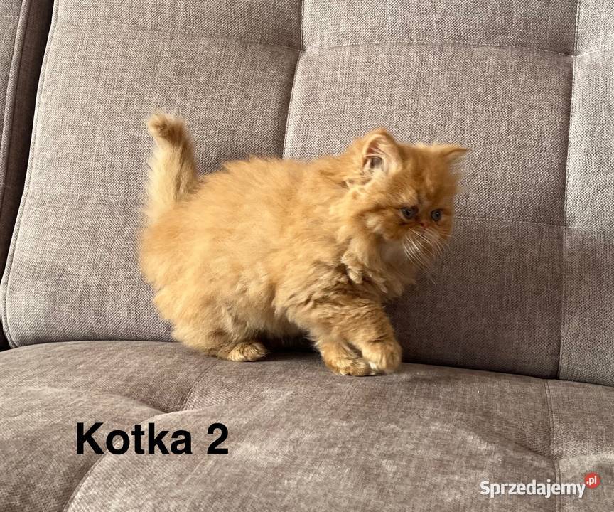 Rudobiszkoptowe kotki perskie