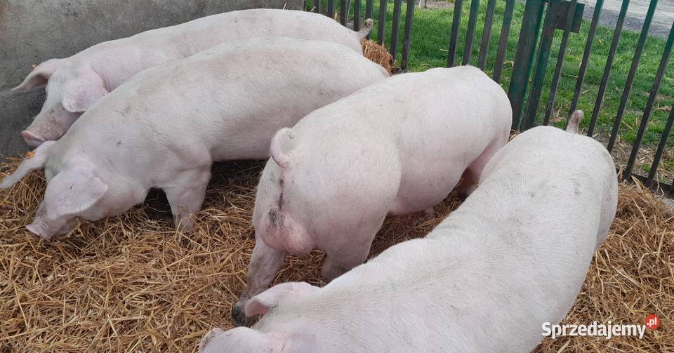 Knurki PBZ francuskiej genetyki Strzałkowo