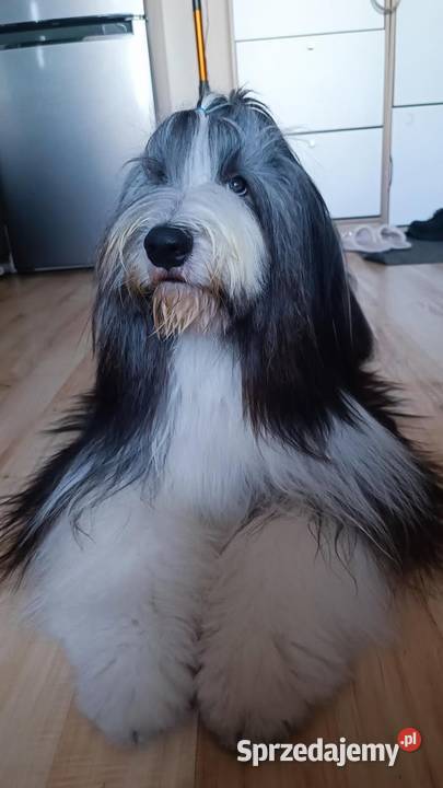 Bearded Collie FCI szczenięta Pozostałe wielkopolskie