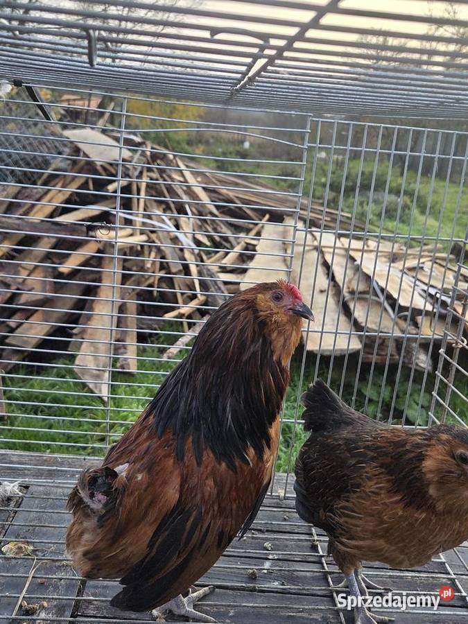 Pary hodowlane kur ozdobnych zachodniopomorskie Pyrzyce