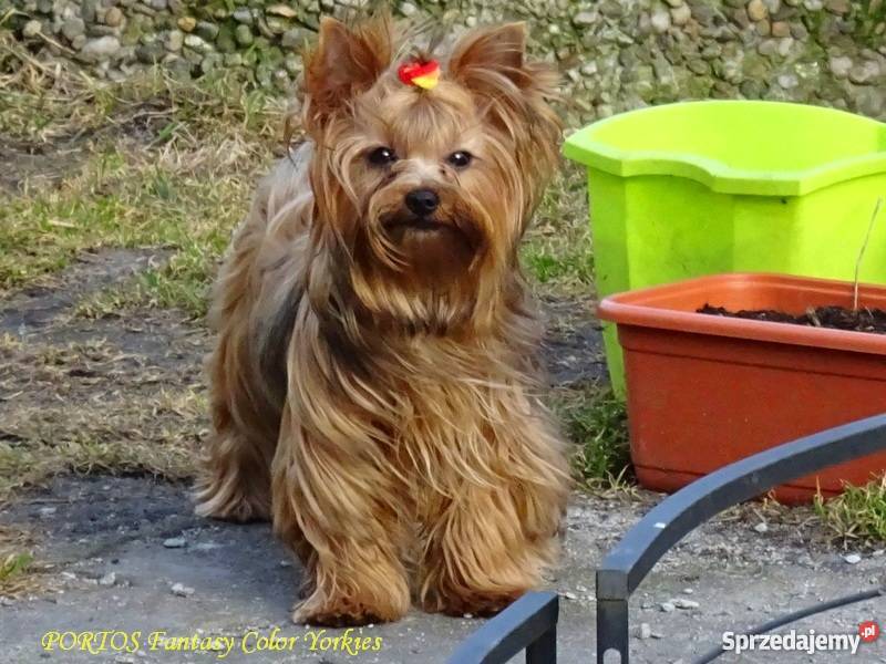 Yorkshire TerrierIdealny piękny Yorczek Krapkowice