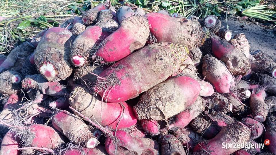 Buraki pastewne czerwone ekologiczne Wisznice