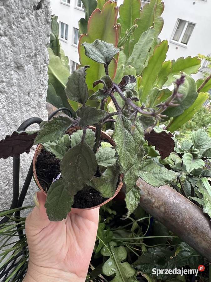 Plectranthus Mona Lavender roślina Warszawa