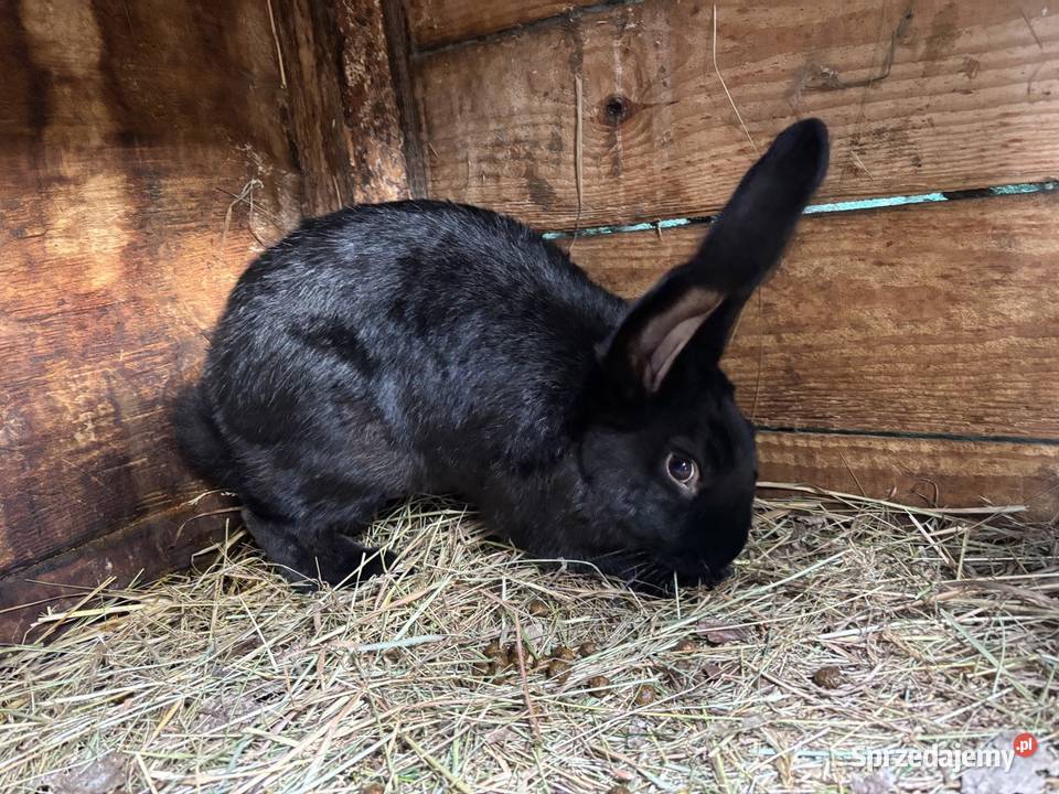 Króliki hodowlane samce i samice motyl kolorowe Śrem sprzedam