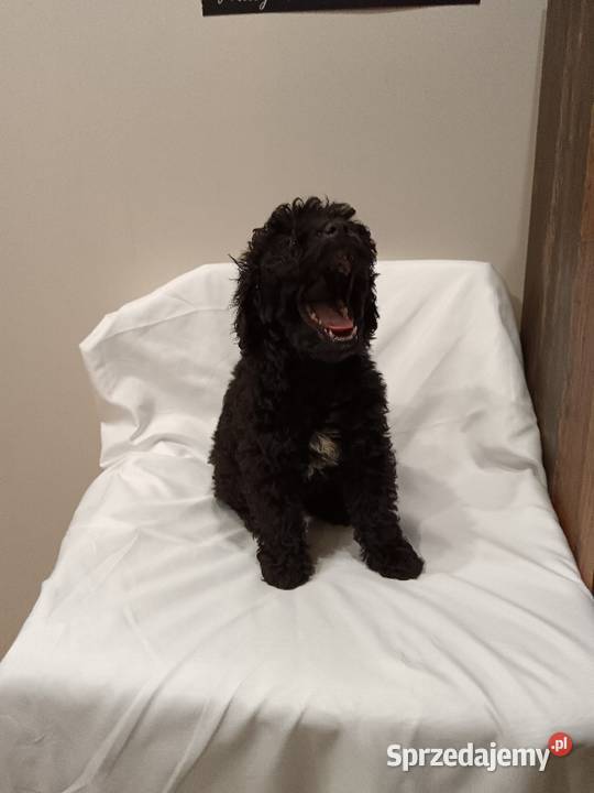 Cockapoo sprzedam