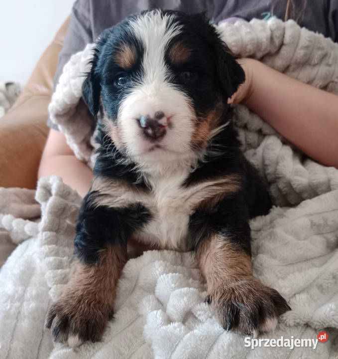 Berneński Pies Pasterski miot z odrobiną magii Berneński Pies Pasterski