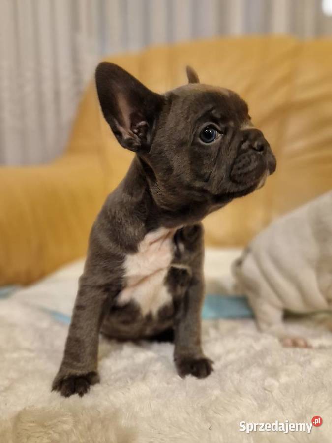 Szczenięta Buldog Francuski Blue