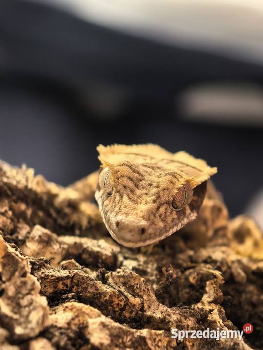 Gekon orzęsiony Gady i płazy Wrocław