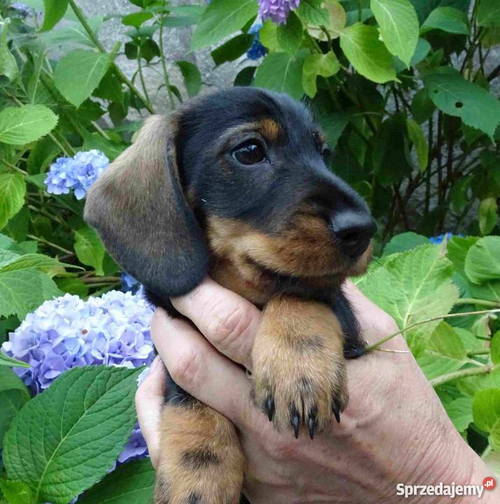 Jamniki szorstkowłose miniaturowe