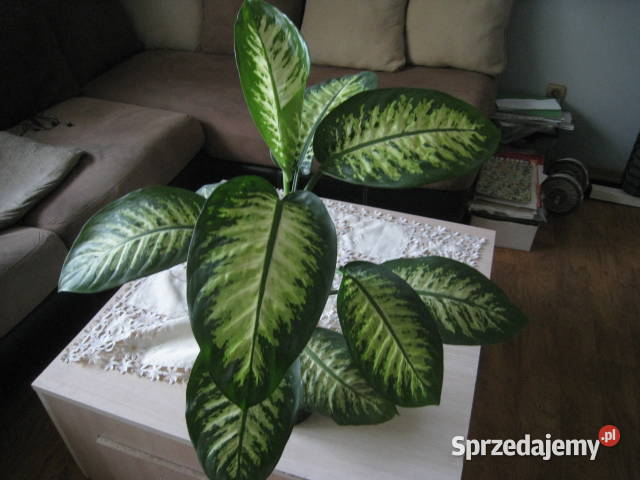 Difenbachia kwiat doniczkowy