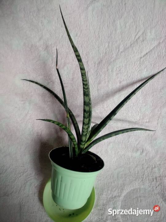 sansevieria roślina doniczkowa