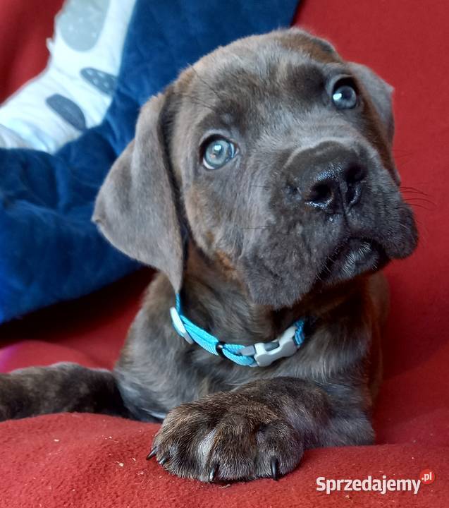 Cane Corso Ksin Fargo Fci sprzedam