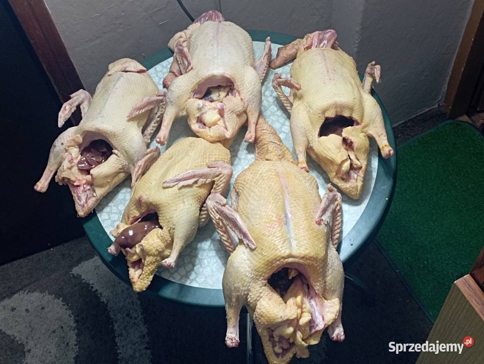 SWOJSKIE Kaczory Kaczki WYŁUPEK Mrożone Zaraz