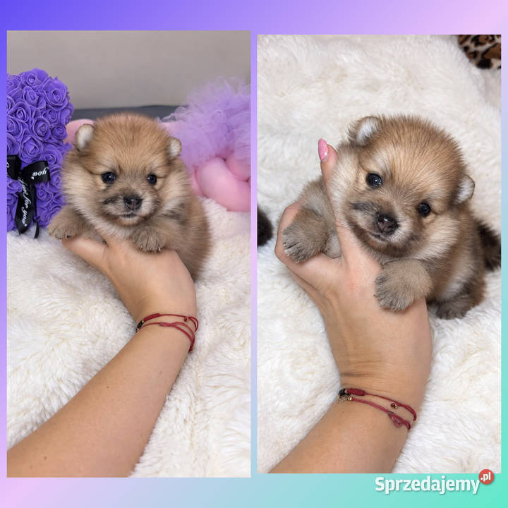 Sunia szpic miniaturowy pomeranian Orange Merle Bełchatów sprzedam