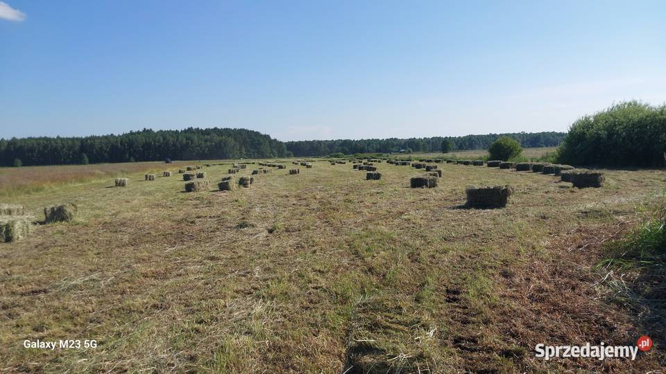 Siano w kostkach Włoszczowa