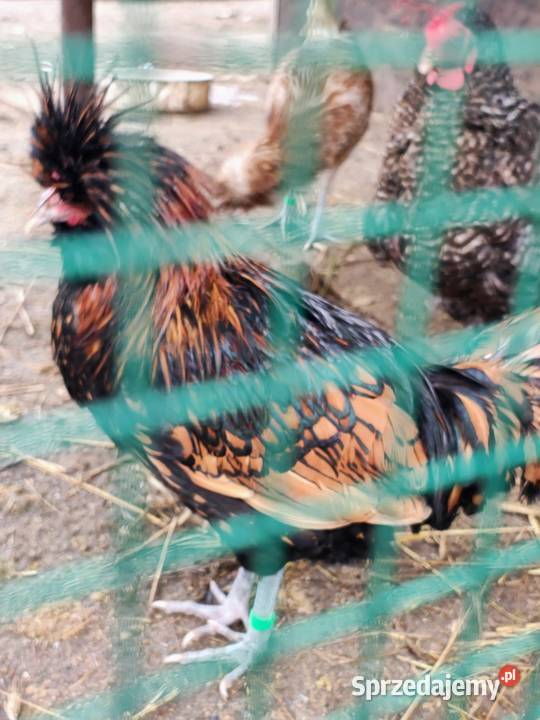 Czubatka wielbłądzia Zduńska Wola