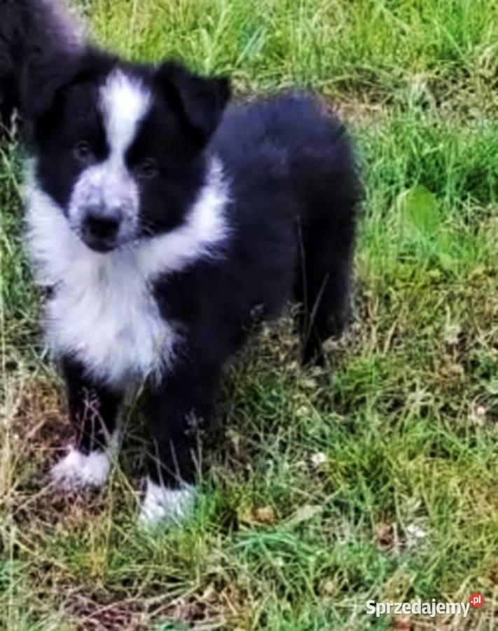 Border Collie szczenięta Goślub-Osada sprzedam